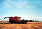 harvesting certified organic wheat in Saskatchewan